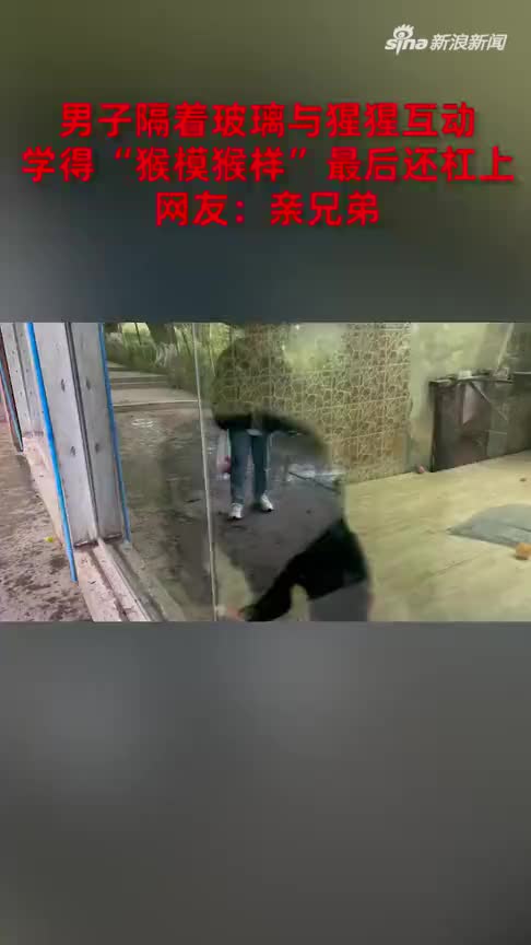 男子隔着玻璃与猩猩互动，学得“猴模猴样”最后还杠上：亲兄弟