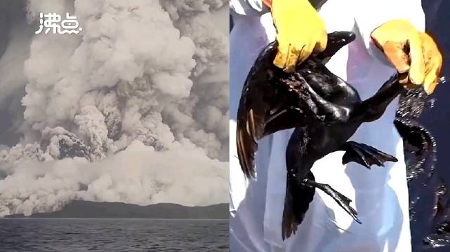 汤加火山喷发致秘鲁油轮发生泄露 海鸟浑身沾满油污动弹不得
