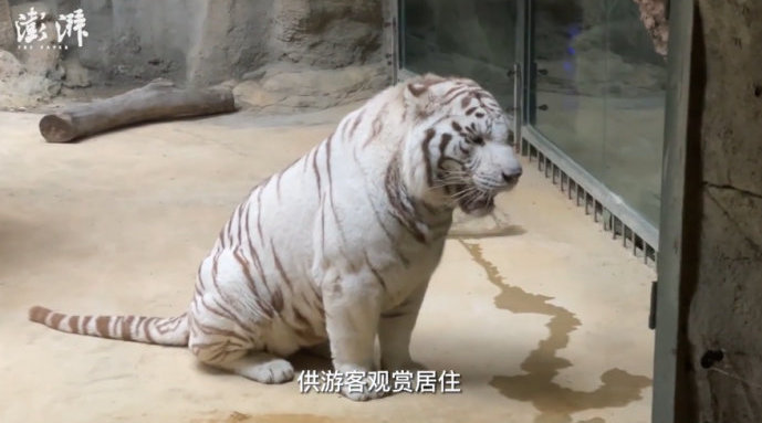 实地探访南通一酒店虎景房：在装修，是否开放等政府通知