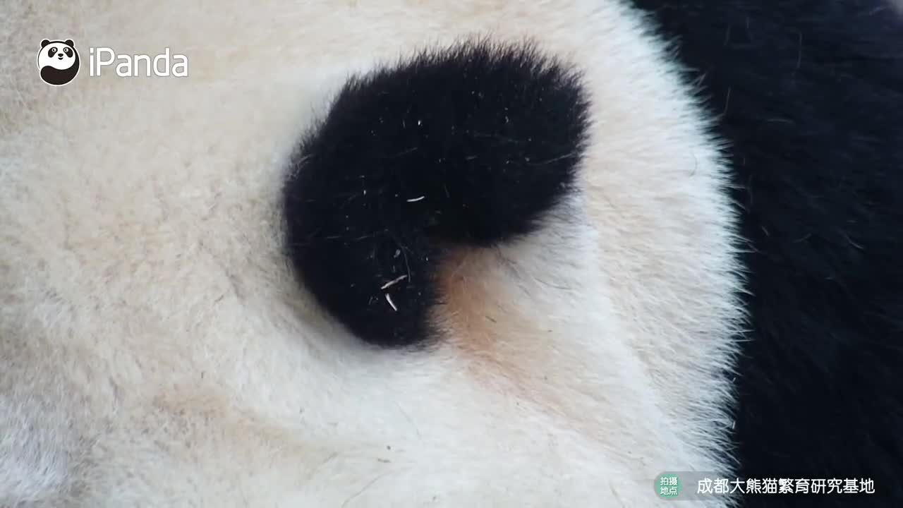 熊猫扒拉耳朵有多可爱|熊猫_新浪财经_新浪网