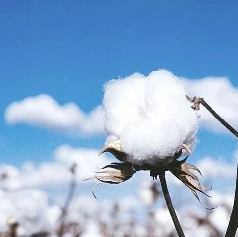 农产品早评 外棉基差回落 静待棉价反转 豆油 新浪财经 新浪网