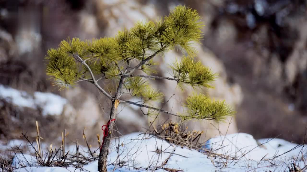 春天来啦!延时摄影记录冰雪消融