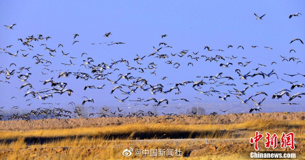 宁夏平罗黄河沿岸成候鸟“天堂”_手机新浪网