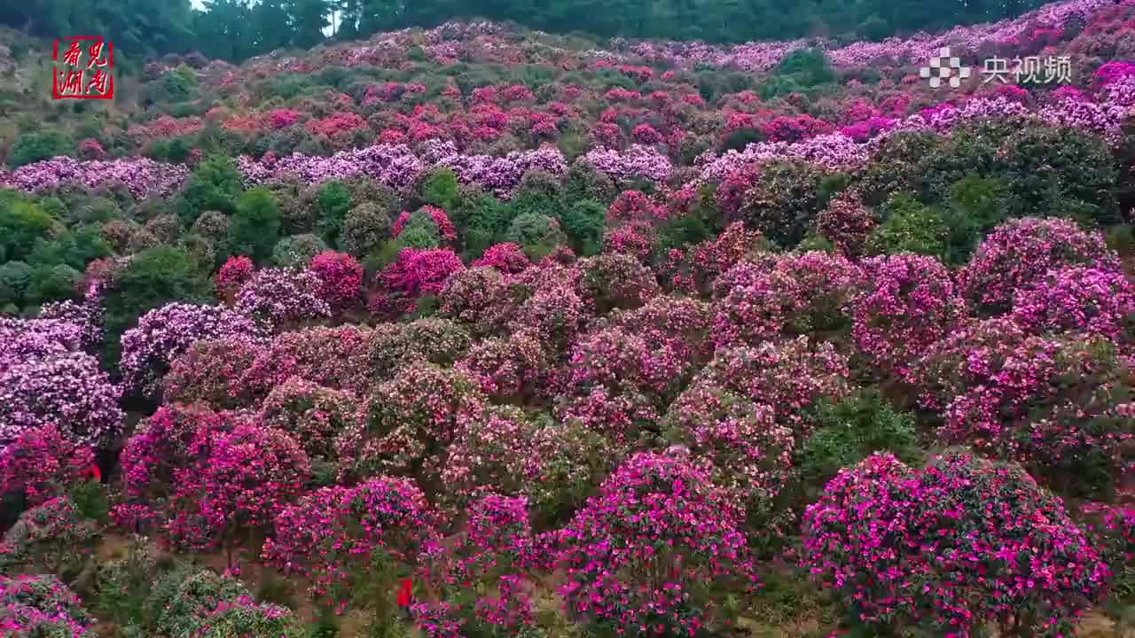 一城春色半城花湖南怀化300亩山茶花绝美绽放