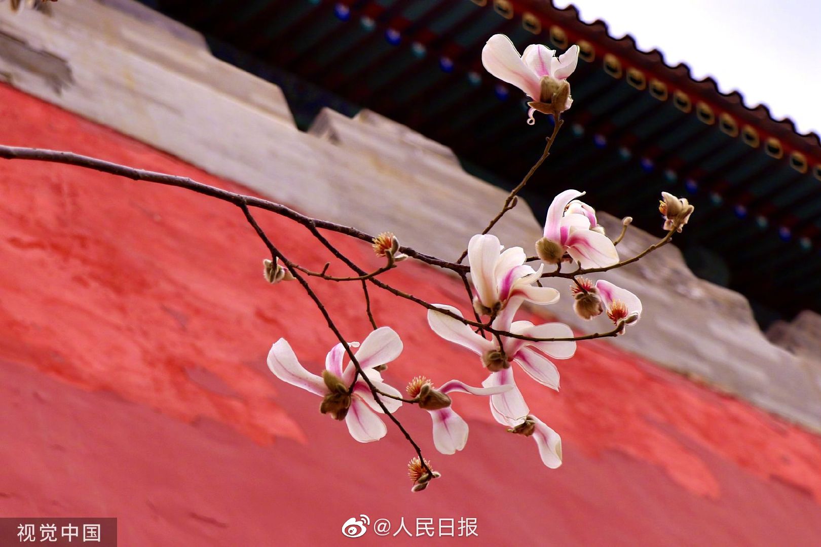 故宫的玉兰花开了_手机新浪网