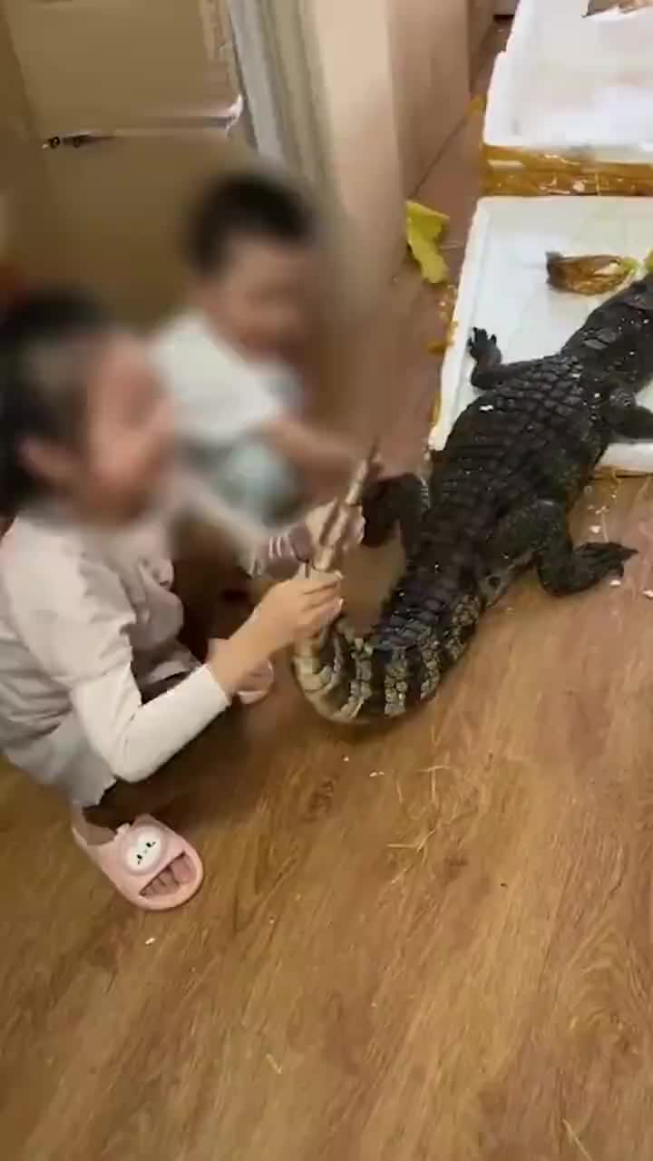 网传生鲜平台卖整条活鳄鱼平台回应：鳄鱼都经过解剖 不会卖整条活体