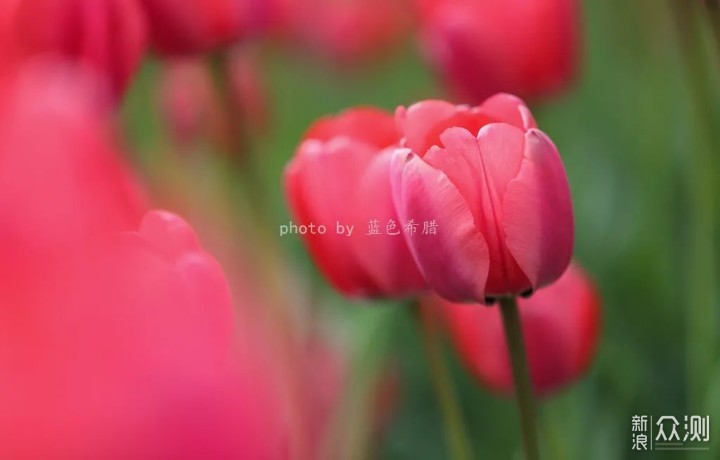 用好这些对比关系,你的花卉照片就成功了一半_新浪众测