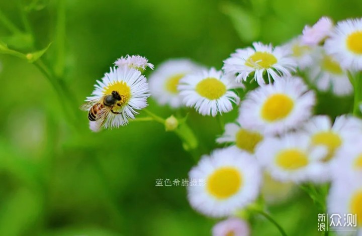 用好这些对比关系,你的花卉照片就成功了一半_新浪众测