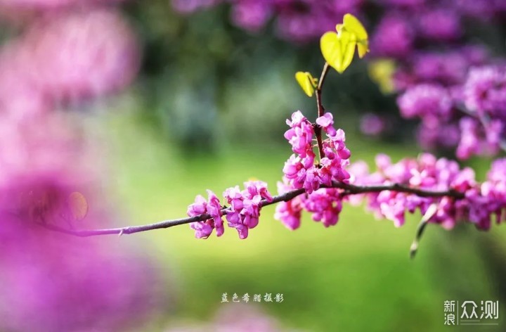 用好这些对比关系,你的花卉照片就成功了一半_新浪众测