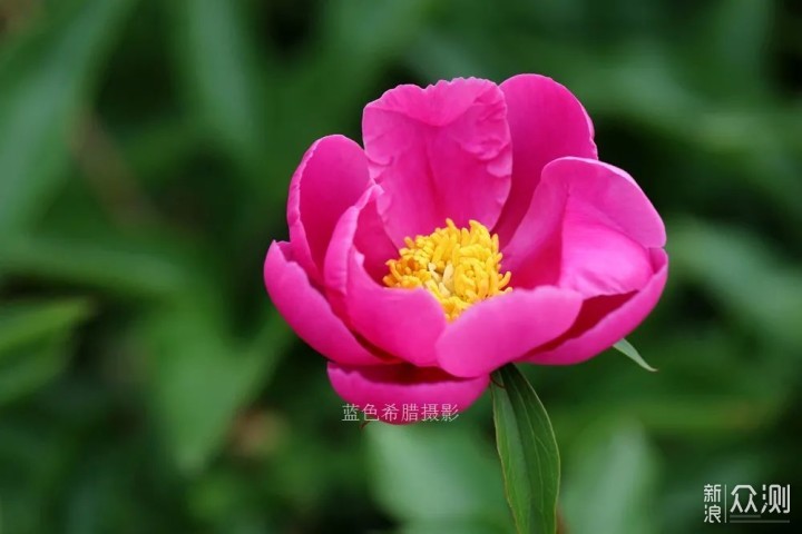 用好这些对比关系,你的花卉照片就成功了一半_新浪众测