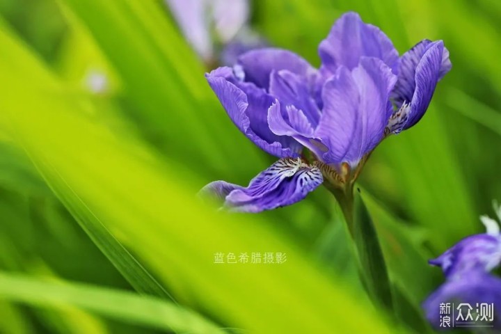 用好这些对比关系,你的花卉照片就成功了一半_新浪众测