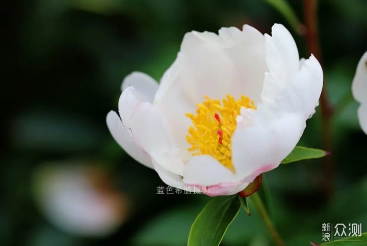 用好这些对比关系,你的花卉照片就成功了一半_新浪众测