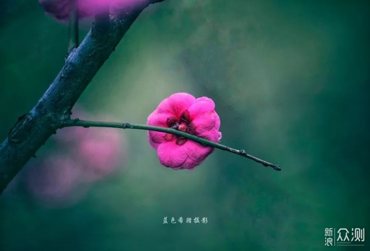 用好这些对比关系,你的花卉照片就成功了一半_新浪众测