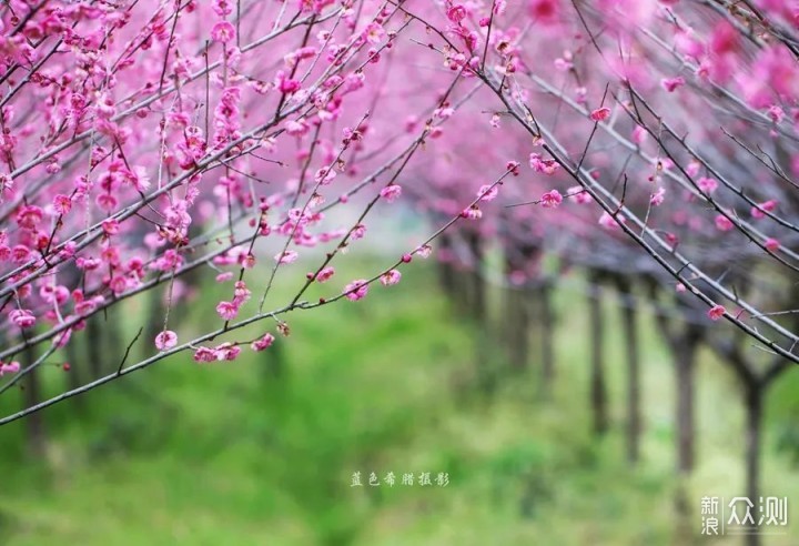 用好这些对比关系,你的花卉照片就成功了一半_新浪众测