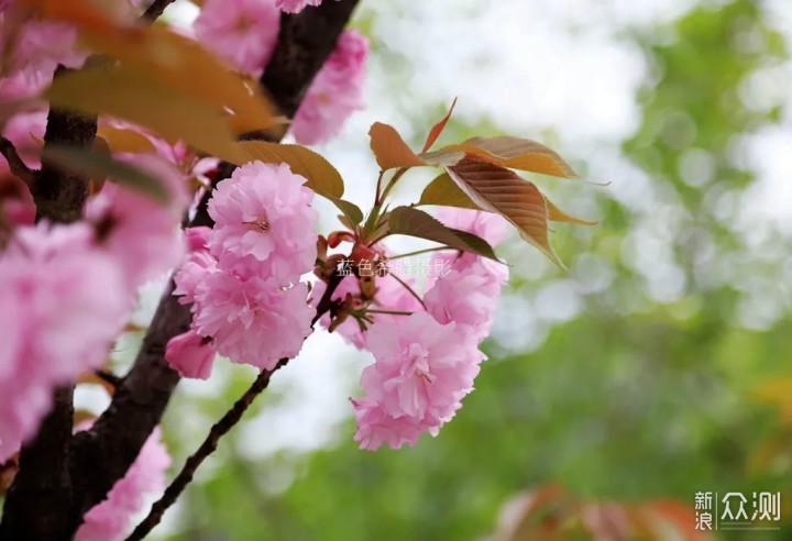 用好这些对比关系,你的花卉照片就成功了一半_新浪众测