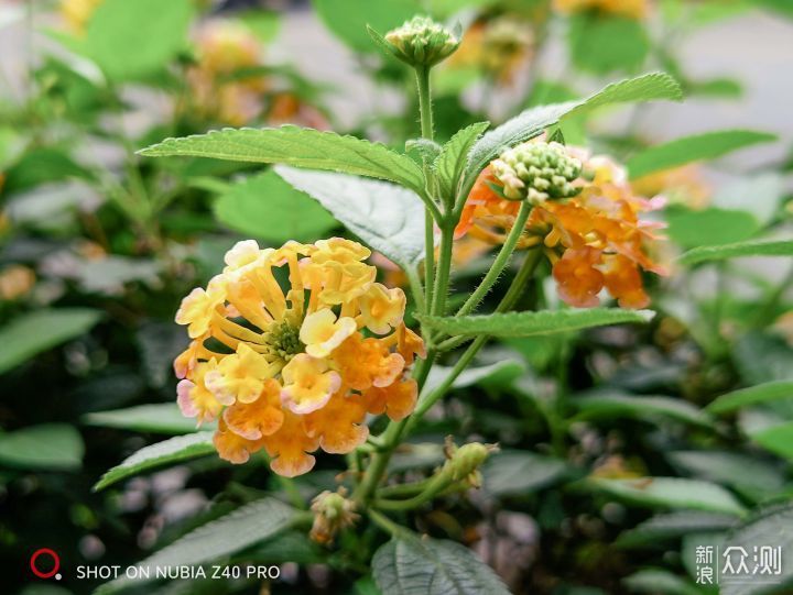 以人文拍摄之名,35mm主摄努比亚Z40 Pro体验 _新浪众测