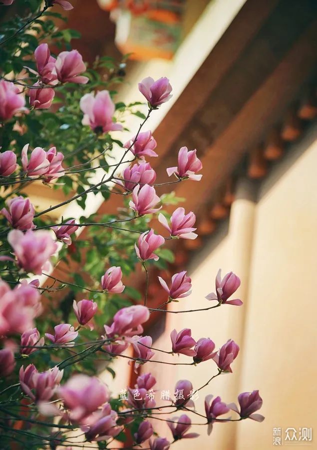 用好这些对比关系,你的花卉照片就成功了一半_新浪众测