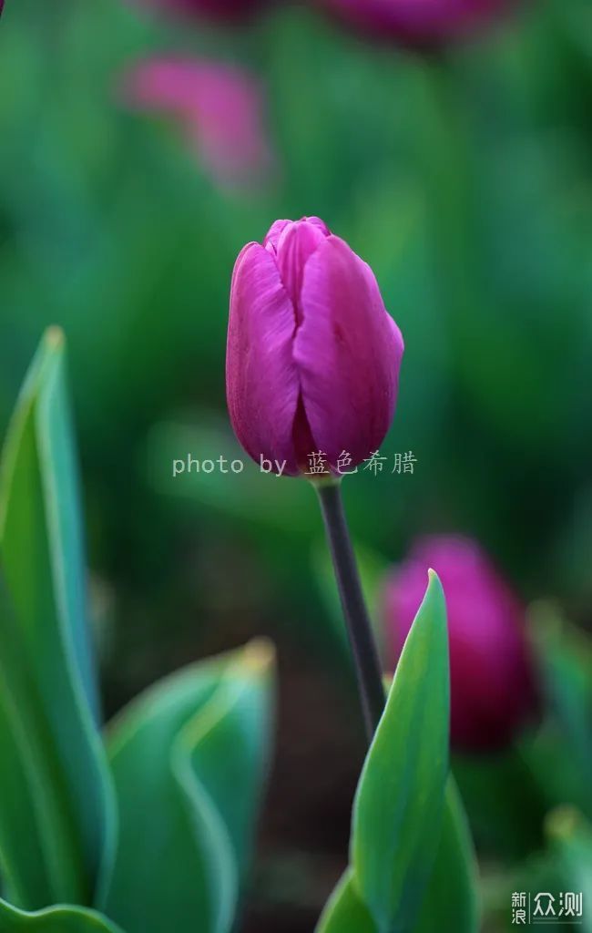 用好这些对比关系,你的花卉照片就成功了一半_新浪众测