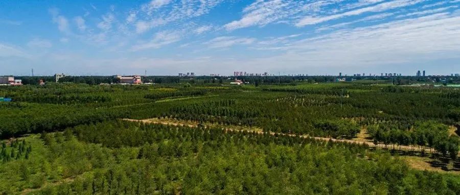 千年秀林染绿雄安新貌