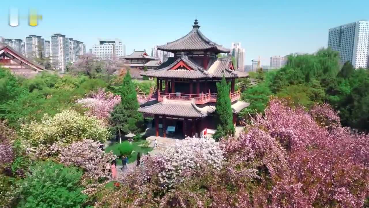 千年古城遇上浪漫樱花西安大雁塔青龙寺樱花绝美绽放