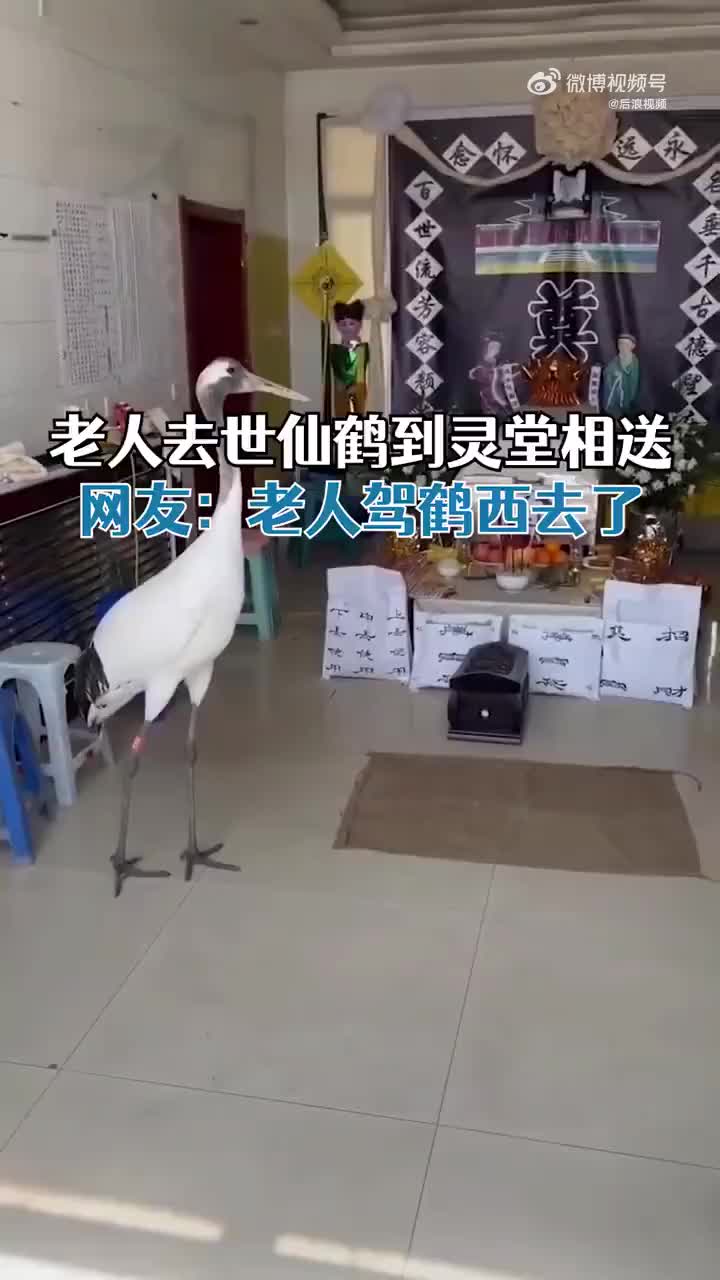 87岁老人去世仙鹤到灵堂相送网友老人驾鹤西去了