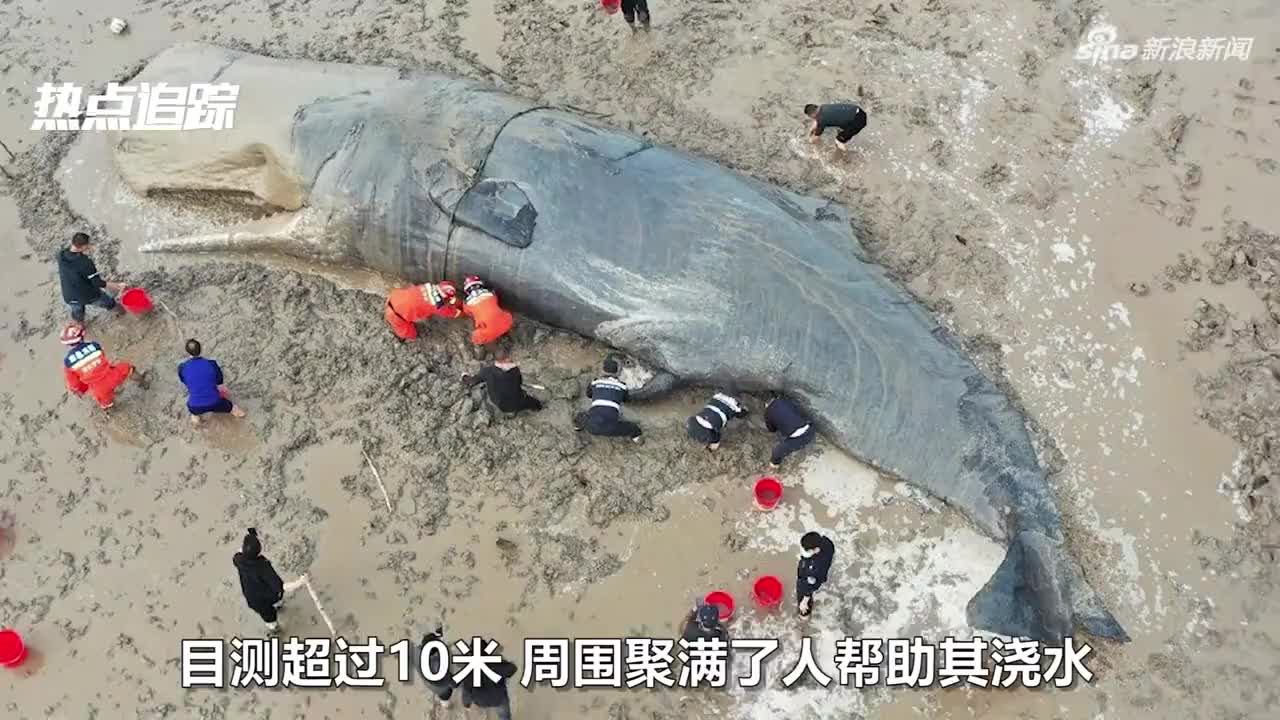 记录象山搁浅抹香鲸回归深海：渔政船护航下，迎微熹日光缓缓游走