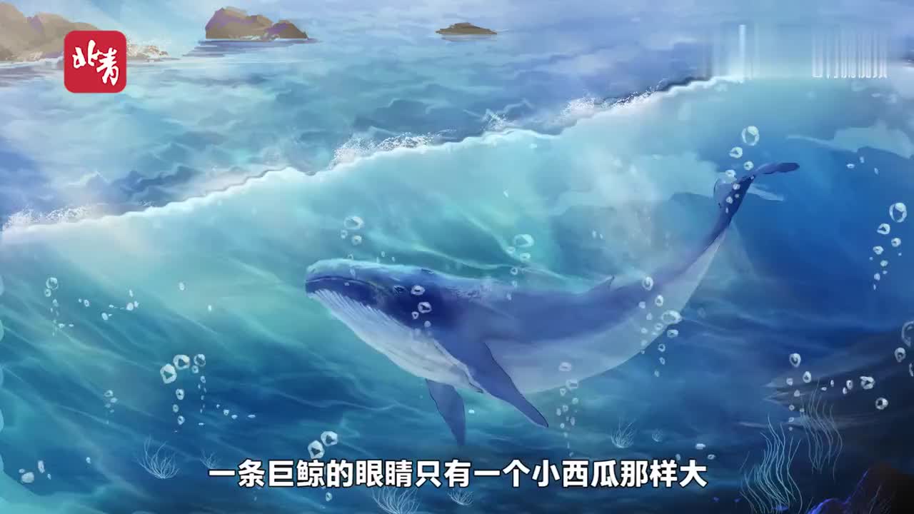 动画丨为何鲸鱼总搁浅专家给出5点原因
