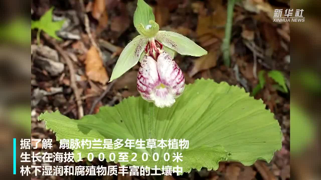 陕西太白发现国家二级保护植物扇脉杓兰