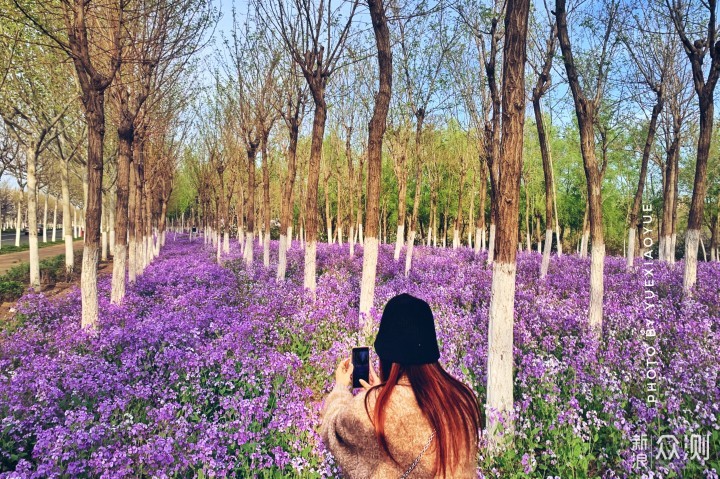 城市偶遇“花海”｜手机3招拍美，拍出层次感_新浪众测