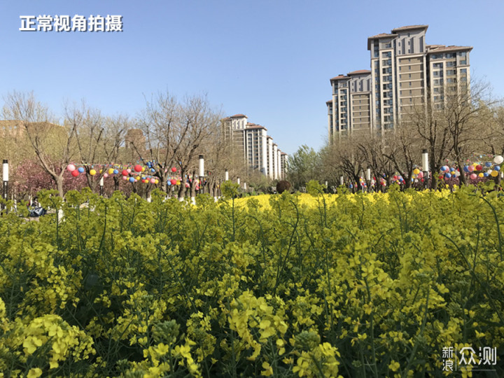 城市偶遇“花海”｜手机3招拍美，拍出层次感_新浪众测