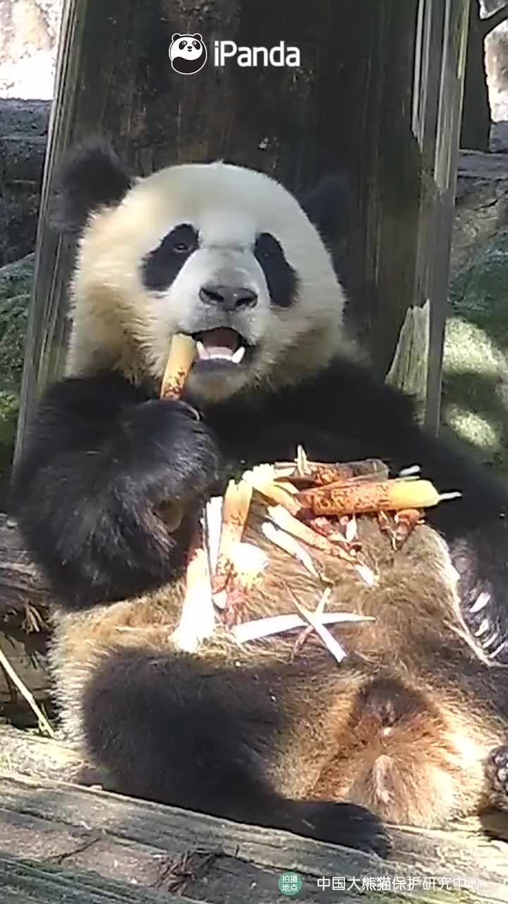 可爱大熊猫吃饭自带小饭桌