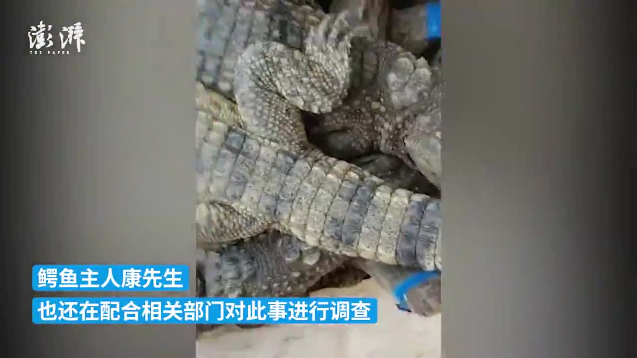 6条不知去向鳄鱼找回后已宰杀冷冻，暂无证据表明有人盗窃