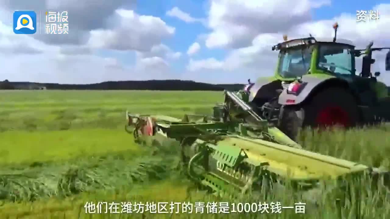 河南等地有农民收割青小麦做饲料？农业专家：不划算，属个别现象