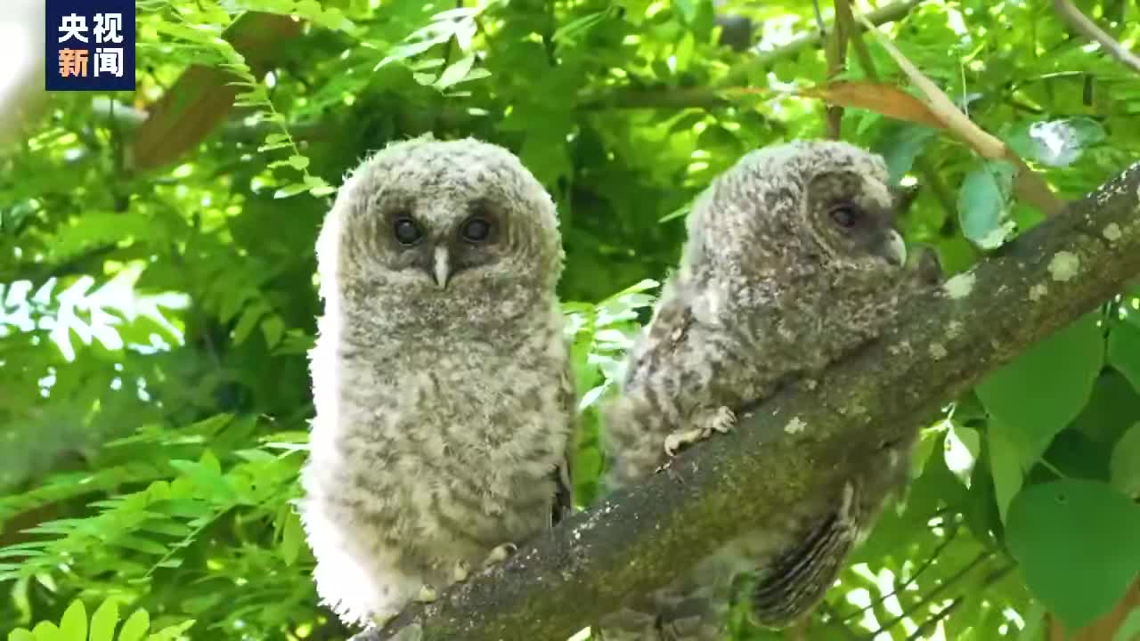 双倍可爱两只灰林鸮宝宝林间卖萌