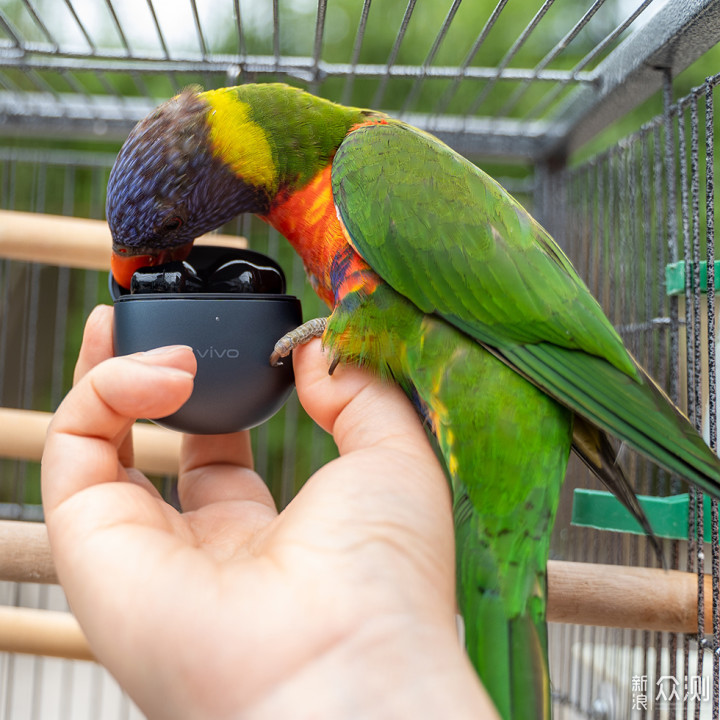 百元真无线耳机vivo TWS Air_新浪众测