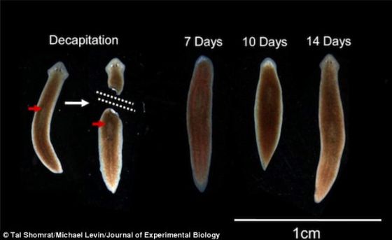塔夫斯大学研究人员发现，真涡虫不仅能再生一个头，这个新头还拥有以前的记忆。他们把这些斩首前的蠕虫放在一个培养皿中训练它们寻找食物。它们的新头重新长出来时，这些蠕虫依然能记住这些技能。