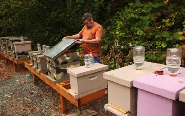 养蜂新手马克-霍恩正在华盛顿肯特市后院里检查一个蜂箱里的蜜蜂。他是第一个发现该州出现“僵尸蜜蜂”的人