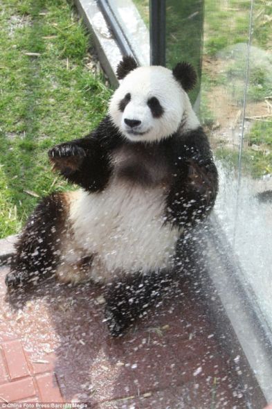 烟台动物园，工作人员正为雄性大熊猫“华奥”喷水降温，让它享受清凉 