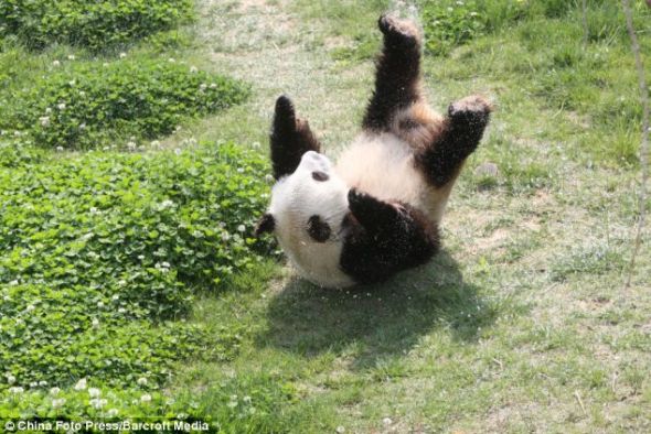 大熊猫“华奥”脚底一滑，摔倒在地上
