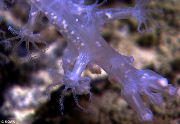 其他发现：科学家在为期56天的探索计划中意外发现一种八放珊瑚，它息肉上的8个触手为证。