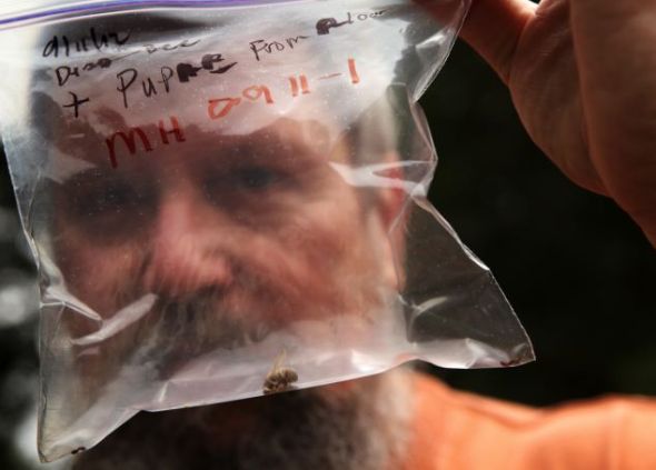 华盛顿养蜂新手马克-霍恩手里拿着一个塑料袋，袋子里有一只死“僵尸蜜蜂”和两个寄生蝇的蛹，它们分别位于袋子的两角