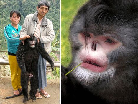 长相怪异动物 塌鼻猴雨天不停打喷嚏 图 手机新浪网