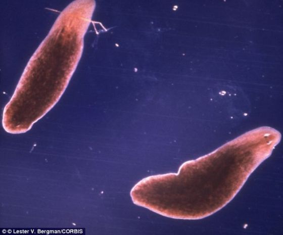 真涡虫有两个探测强光的眼点。这些眼点扮演了光感受器的角色，有助于真涡虫远离强光光源。生物学家训练这些蠕虫寻找隐藏在一个照亮培养皿中心的食物，使它们克服对光的恐惧。