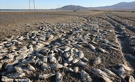 成千上万的死鱼和海鸥被冲到世界最大湖泊之一的岸边。目前，科学家还无法解释造成这一结果的原因。