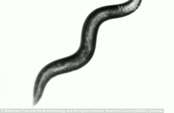 蚯蚓可以充当一个有用的模型，用于了解人体内的细胞死亡过程