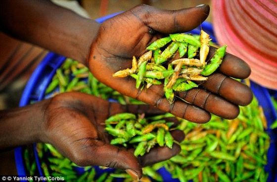 加拿大蒙特利尔的研究人员最近被授予100万美元，用来在贫穷国家养殖蚱蜢，并把它们研磨成粉，当做一种可靠食物源。这个被戏称为Flour Power的科研组来自麦吉尔大学，它打算在墨西哥、泰国和肯尼亚等国家养殖昆虫