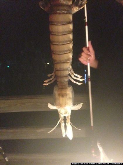 美一渔民捕获到近半米长“皮皮虾”