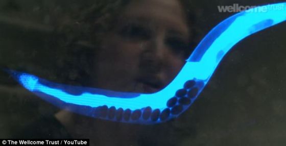 借助于显微镜，科学家发现死亡像蓝色荧光波一样在蚯蚓体内传播。这种荧光由细胞坏死导致，依靠钙信号在蚯蚓体内传播