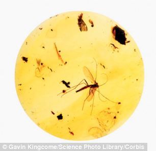 科学家表示他们的研究发现对从琥珀中化石昆虫体内提取DNA的可能性提出质疑