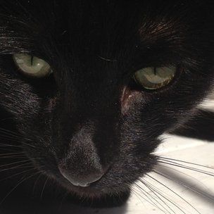 猫所造成的野生动物死亡数量达百亿之多